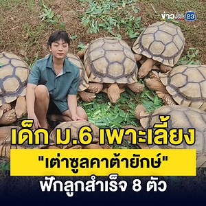 167K views · 3K reactions | เด็ก ม.6 เพาะเลี้ยง "เต่าซูลคาต้ายักษ์"...