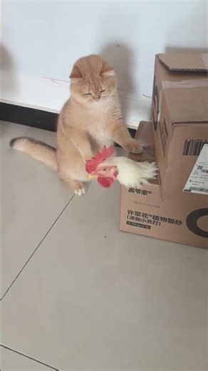 Chicken vs Cat Fight