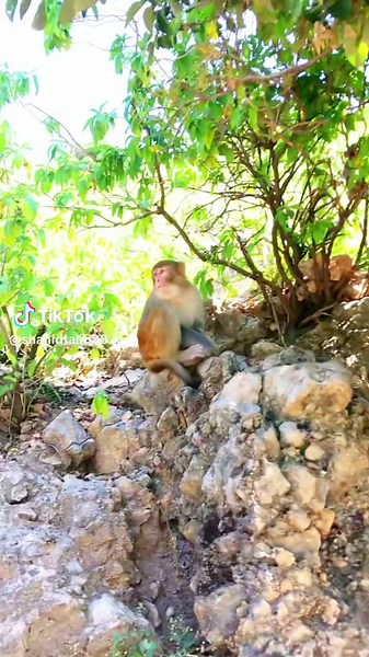 Bandar Wala Cartoon New Video