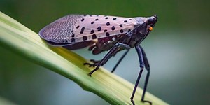 An Invasive Spotted Lanternfly Has Placed Some East Coast Counties Under a New Quarantine