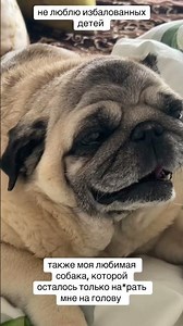 солнышка в ленту #мопс #рекомендации #pug #солнышко