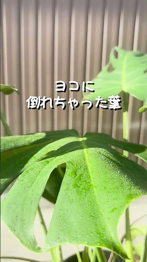 モンステラ正しい育て方！剪定方法！ #観葉植物