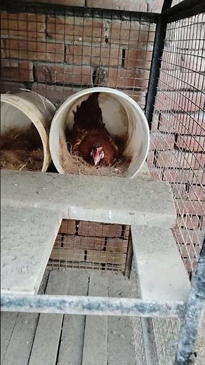 Small Poultry Farm Idea for Beginners 🐔 | Low Budget High Profit #rooftop #chickan#farming