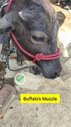 Step-by-Step Buffalo Halter Tutorial #diy #knot #hacks #tips #shorts #youtubeshorts