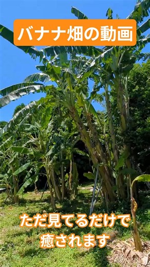 【BANANA】アップルバナナ畑の様子!!見てるだけで癒されます!! #shorts #沖縄 #古宇利島 #育て方 #やんばる