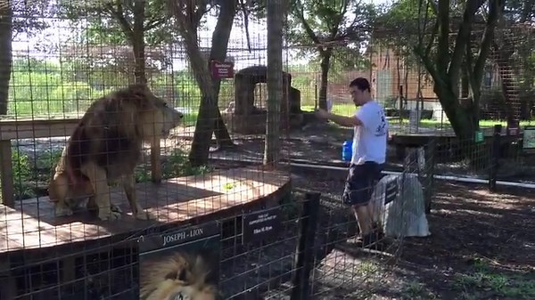 7.6K views · 527 reactions | Angry Tiger vs Angry Lion (2016) We took clips of angry tigers and compared them to clips of angry lions. Which one do you find most scary or startling? *Joseph lion was being tranquilized for a vet procedure; not shot for sport. #BigCatRescue #BigCats #Tiger #Lion #Scary #Video #Interesting | Big Cat Rescue | Facebook