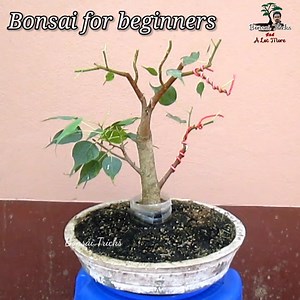 234K views · 5.5K reactions | How to make a Bonsai Tree | DIY Gardening : #Ayansbonsaitricks | Bonsai Tricks And a Lot More Official | Facebook