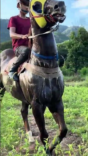 cuatro milpas - Antonio Aguilar