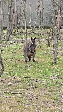 Moonlit Sanctuary Wildlife Conservation Park | Victoria | Australia