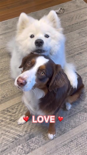 YUKI & MAPLE on TikTok