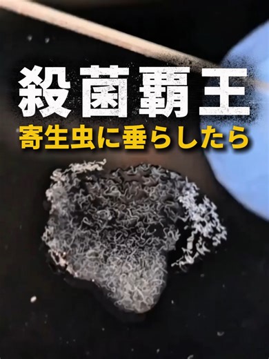 寄生虫に対するポビドンヨードの効果とは