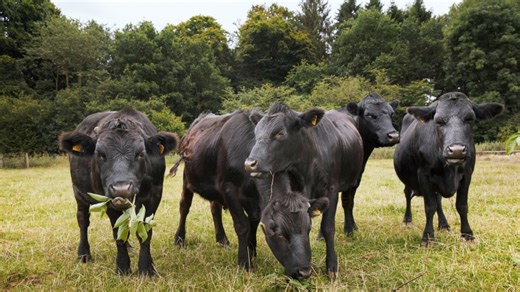 Unser Land: Dexter-Rinder halten