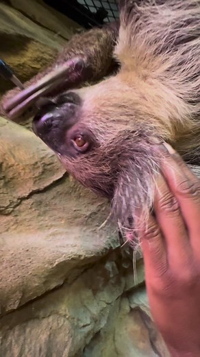 Have You Ever Seen A Sloths Ear?! 🦥👀😮 #sloth #fact #science #animals #wildlife #reels | The Reptarium