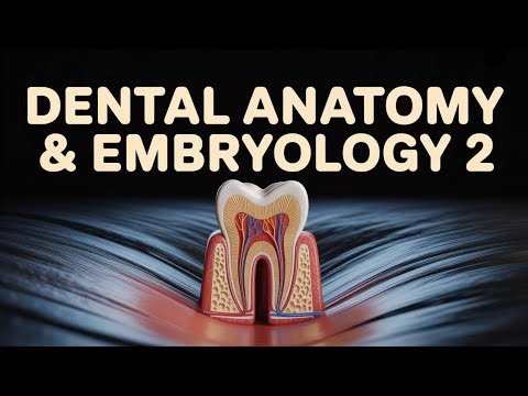 Tooth development - Part 1