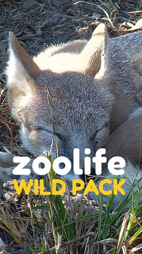 zoolife | The world's online zoo  on Instagram: "Carrie & Ash bringing Wild Pack energy! 力 Watch our swift fox pair in action! From lightning-fast movements to playful interactions, these tiny canids prove big things come in small packages ✨ Captivate your classroom only on zoolife. #foxes #canid #foxlife #swift #wildlife #stemeducation #wildlifeeducation #zoolife #edtech"