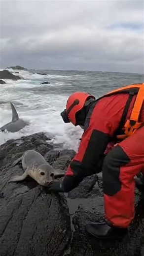 Nas Ai | Helping a seal, meeting a nightmare. #WildFail #RogueShark #SurvivalReflex #MessyReality | Instagram