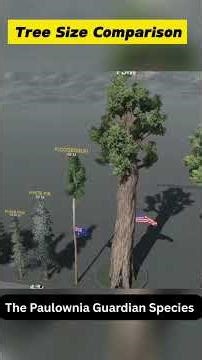 Protecting Old Growth Forests With Paulownia Trees