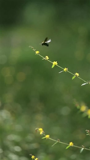 Ranjan on Instagram: "ದುಂಬಿಯ ಭಾರ ದುಂಬಿಗೆ🐝 . . . . . #nature #aesthetic #wild #bee #calm #peace #ಕನ್ನಡ"