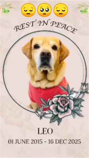 Rest in peace 🕊️ Leo 16 december#anantrastogil#shorts#Leo#viral