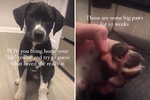 Woman Brings Home ‘Lab Rescue’ Puppy, Unprepared for What She Ends Up With