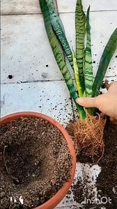 Snake plant/root bound/Repotting/Leaf propagation#Diy#Gardening vedio#Shorts#Tranding#reels#viral