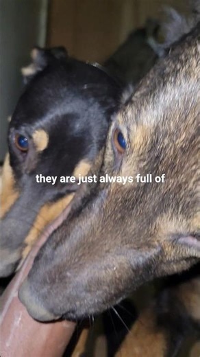 Why Humans and Dogs Were Meant to Be Together