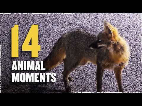 NASCAR vs Nature: 14 Times Animals Stopped Races