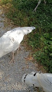Ghost... turkeys | The Little Shop Antiques and Gardens/ R.S Goines maker of fine Furniture