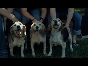 Watch Three Elderly Beagles Walk on Grass for the First Time