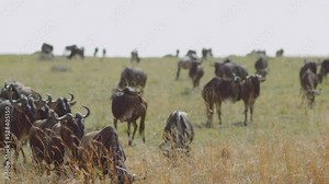 Wildebeests, also called Gnus, resting on their migration route in the Masai Mara and Serengeti. The focus racks between the Gnus in front and back during this slow motion shot.