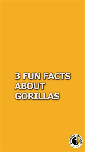 1K reactions · 20 shares | Did you know that gorillas' noseprints are unique to each gorilla, just like human fingerprints? At the Fossey Fund, we can identify hundreds of gorillas just by looking at the wrinkles in their noses! | Dian Fossey Gorilla Fund | Facebook