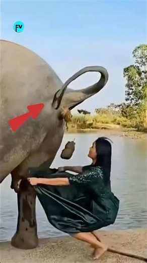 Elephant poop 💩 coffee ☕️