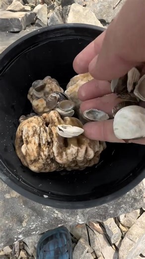 Rock tumbling geodes. #geode #geodes #geodecracking #crystals #tablerock #rocktumbler #branson #tumblingglass | Glass gruble