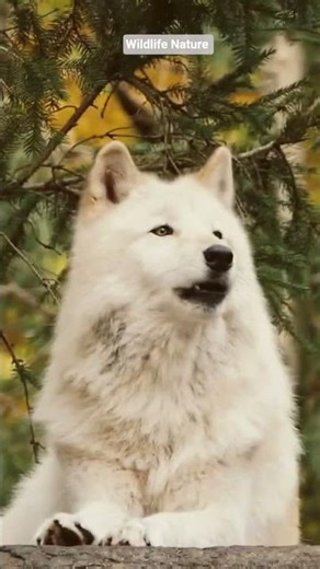 whaite wolf noises dangerous #explore #fox #shorts #search #nonsubscribers