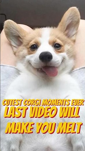 Cutest Corgi Puppy Moments Ever 🐶🧡 #corgipuppy #adorable