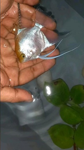 Angelfish Breeding 🐟🐟🦈 - Part 1
