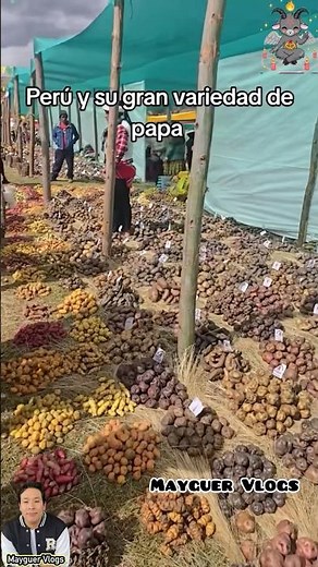 🇵🇪 Más de 3,000 tipos de papa: el orgullo del Perú que conquista al mundo