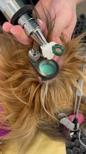 Removing Grass Seeds from Dog Ears: Effective Methods and Tips