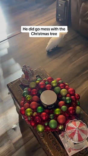 #theolliebirdfamily #funny #exoticbirds #cockatoos #olliethecockatoo | The Ollie Bird Family | Facebook