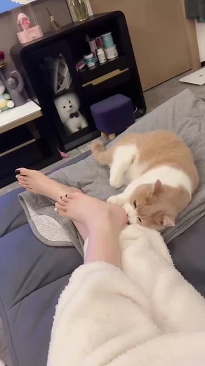 Playful Cat Interacts with Human Feet