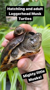 A hatchling loggerhead musk turtle is about the size of your thumbnail, and a large adult is barely the size of an iPhone. Small turtles with big heads that enjoy munching snails in clear flowing streams and springs #turtles #muskturtle #loggerheadmuskturtle #sternotherus #sternotherusminor #animalreels #reelsinstagram #turtlereels #reptilereels | Greg’s Turtle Haven