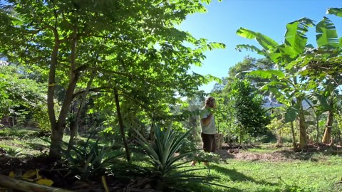 GROW YOUR OWN MEDICINE - 5 Medicinal Herbs you need to know