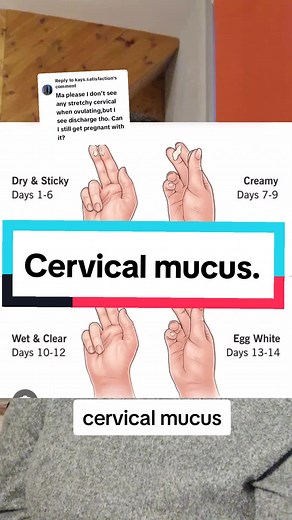 Understanding Cervical Mucus and Ovulation: A Detailed Guide