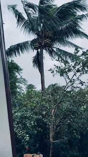 💚 A Gentle Reminder from Bayani’s Cabin 💚 As the typhoon passes through, we hope everyone stays safe, warm, and surrounded by love. 🌧️ Nature can be strong and unpredictable, but so are we — when we care for one another. 🙏 Please take a moment to: 🌲 Stay indoors and keep your family close 💡 Prepare your essentials — power, food, and comfort 📱 Keep updated with local weather alerts ❤️ Check on your loved ones and neighbors No storm lasts forever, and after the rain, the calm will come agai