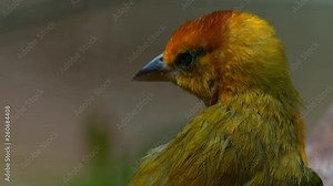 Taveta Golden (Ploceus Castaneiceps), is a species of bird in the weaver family, Ploceidae. It is found on the African Savannah in Kenya and Tanzania.