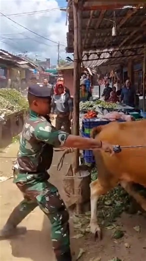 “Detik-Detik Mencekam: TNI Hadapi Sapi Ngamuk di Tengah Keramaian”