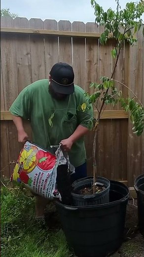 Planting A Star Fruit