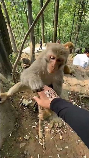 Monkey Bro Is So Gentle Removing the Thorn 🐒❤️ So Careful and Smart!