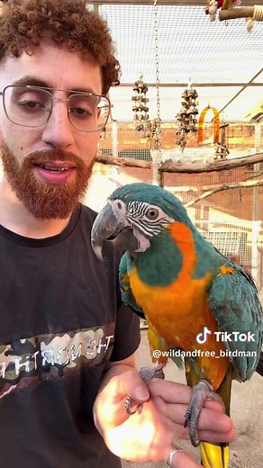 How Birds Grow Feathers: Aria's Molting Process