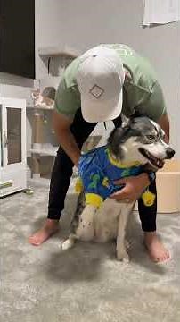 The bedtime routine got out of hand tonight… #dogsofyoutube #dog #dogs #husky #goldenretriever